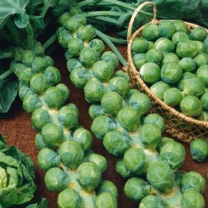 Brysselkål stock - 3st