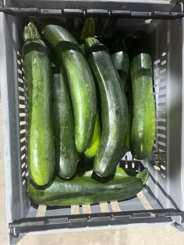 Zucchini grön - 5,5kg