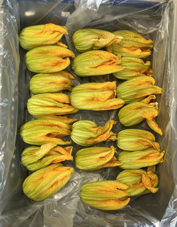 Zucchini blommor - 20st